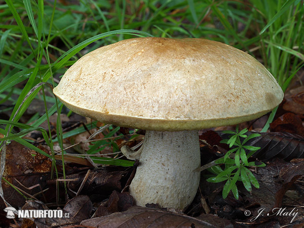 Iodine Bolete Mushroom (Hemileccinum impolitum)
