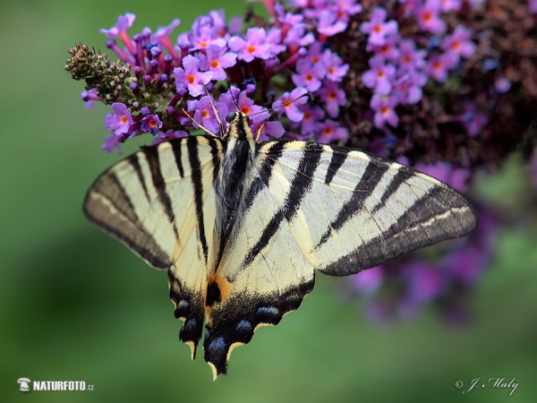 Iphiclides podalirius