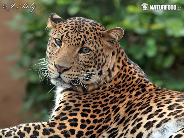 Javan leopard (Panthera pardus melas)