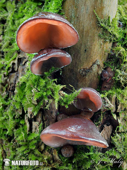 Jelly Ear Mushroom (Auricularia auricula-judae)