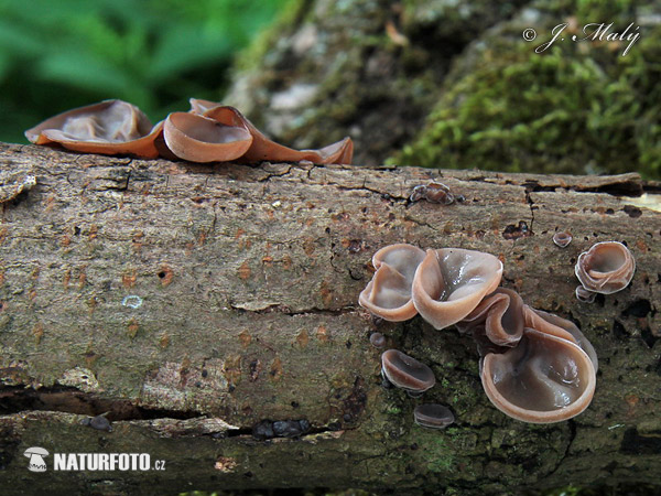 Jelly Ear Mushroom (Auricularia auricula-judae)