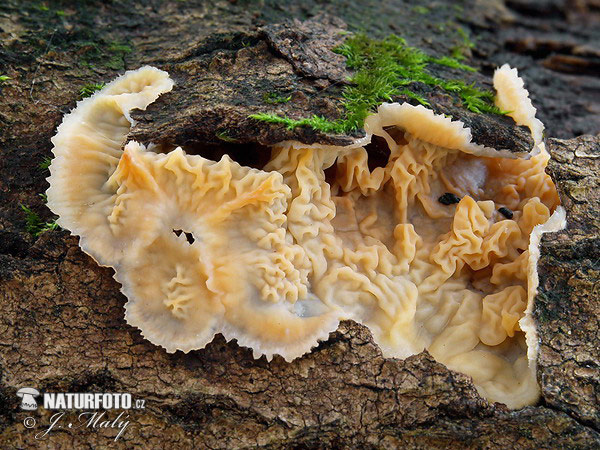 Jelly Rot Mushroom (Merulius tremellosus)