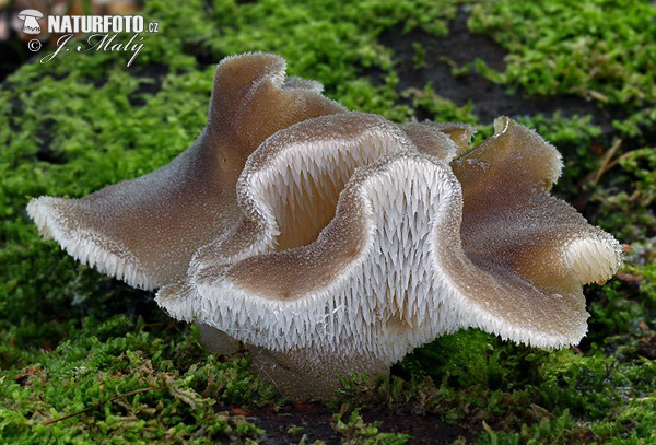 Jelly Tooth Mushroom (Pseudohydnum gelatinosum)