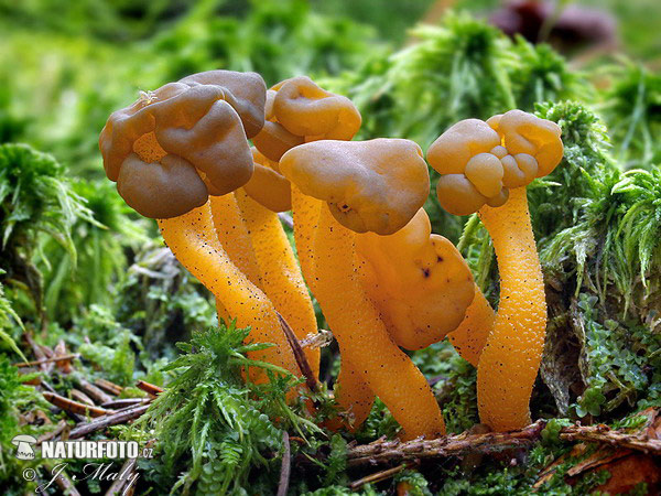 Jellybaby Mushroom (Leotia lubrica)