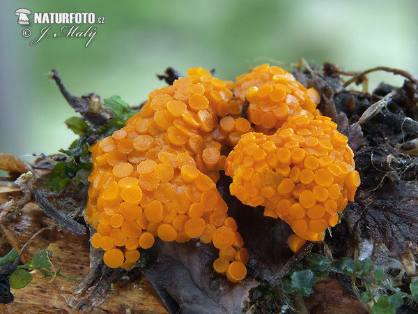 klein oranje zandschijfje