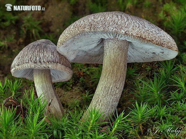 Knight - Tricholoma atrosquamosum var. squarrulosum Mushroom (Tricholoma atrosquamosum var. squarrulosum)