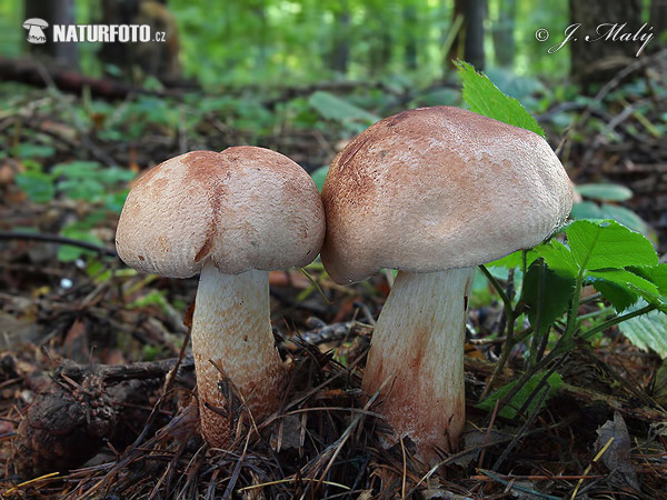 Knight - Tricholoma fusipes Mushroom (Tricholoma fusipes)