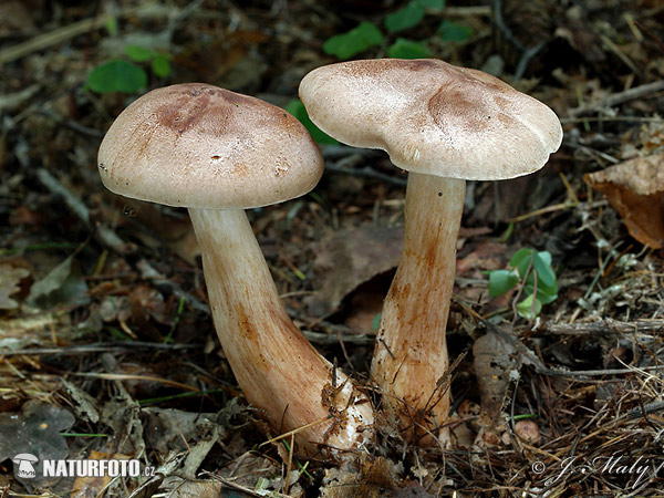 Knight - Tricholoma fusipes Mushroom (Tricholoma fusipes)