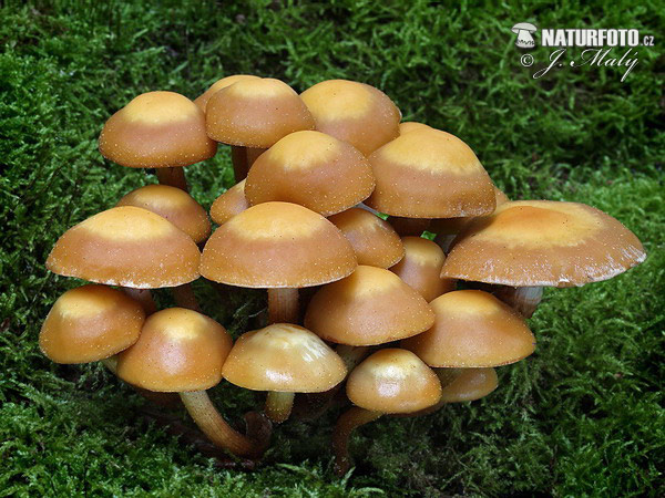 Kuehneromyces mutabilis