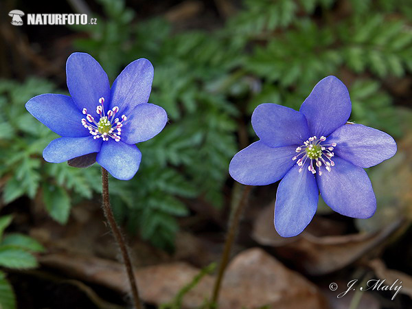 lå anemone - Leverurt