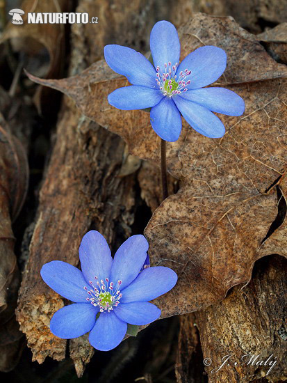 lå anemone - Leverurt