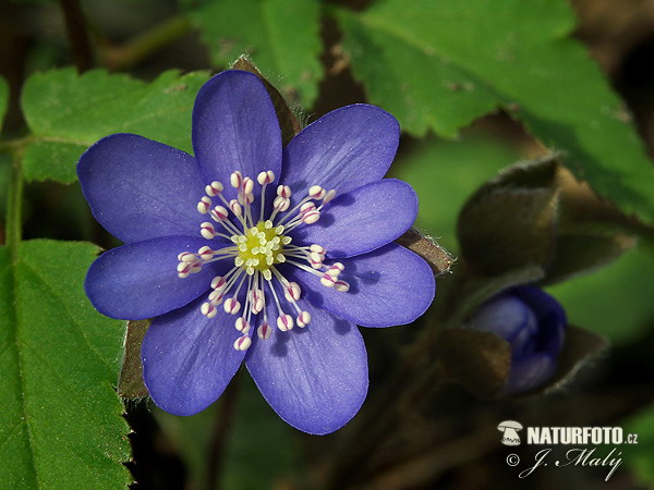 lå anemone - Leverurt