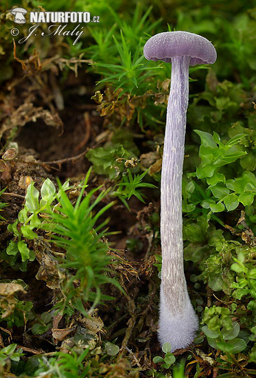 Laccaria amethystina