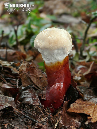 Lacquered Bracket Mushroom (Ganoderma lucidum)
