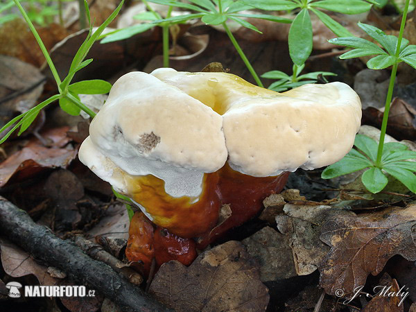 Lacquered Bracket Mushroom (Ganoderma lucidum)