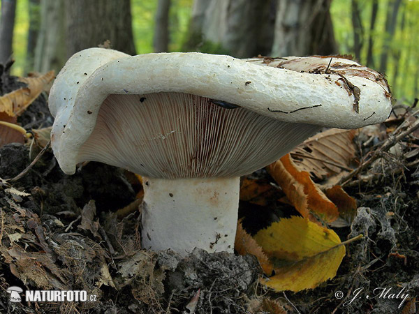 Lactarius controversus