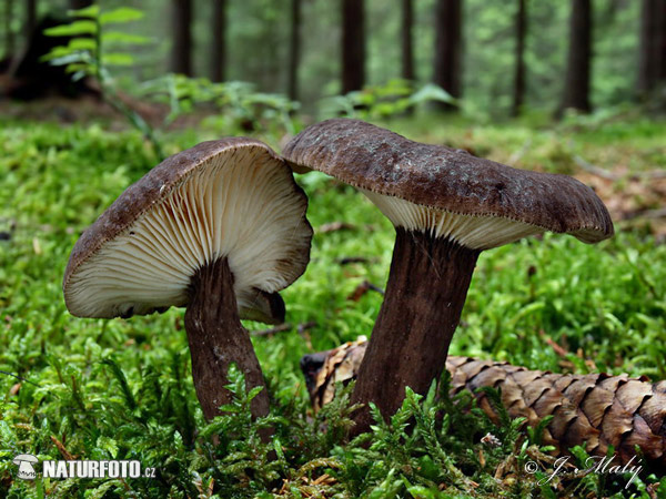 Lactarius lignyotus