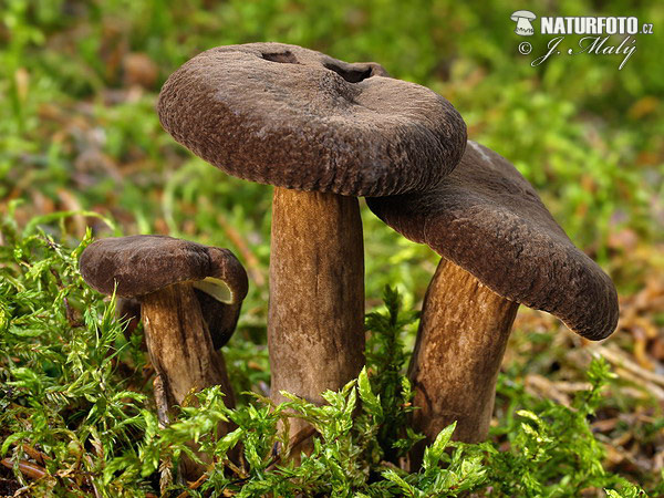 Lactarius lignyotus