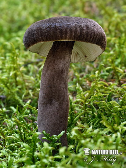 Lactarius lignyotus