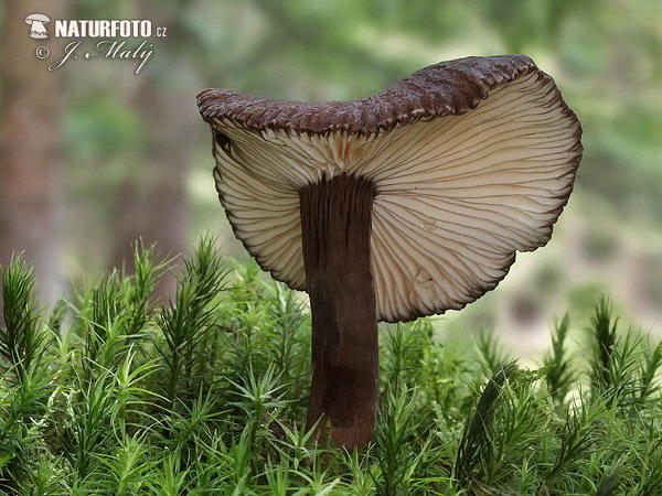 Lactarius lignyotus