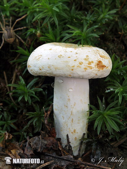 Lactarius piperatus