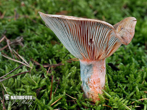 Lactarius quieticolor