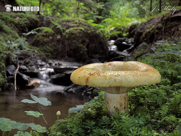 Lactarius scrobiculatus