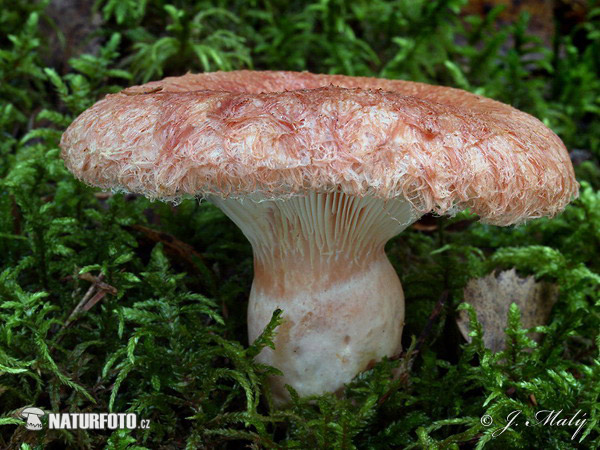 Lactarius torminosus