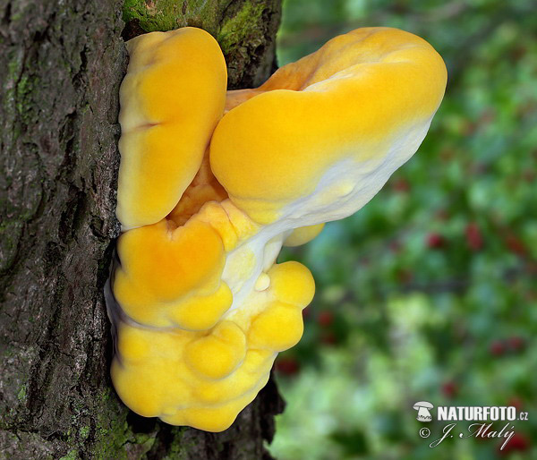 Laetiporus sulphureus