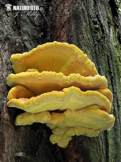 Laetiporus sulphureus