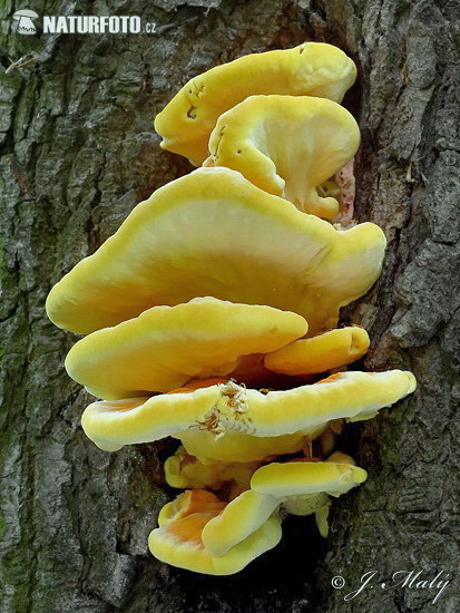 Laetiporus sulphureus