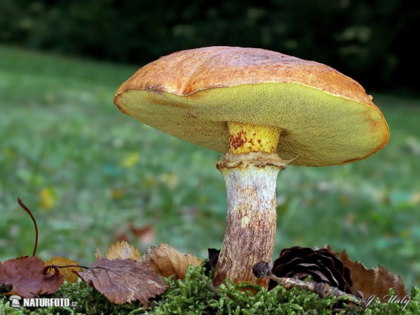 Larch Bolete Mushroom (Suillus grevillei)