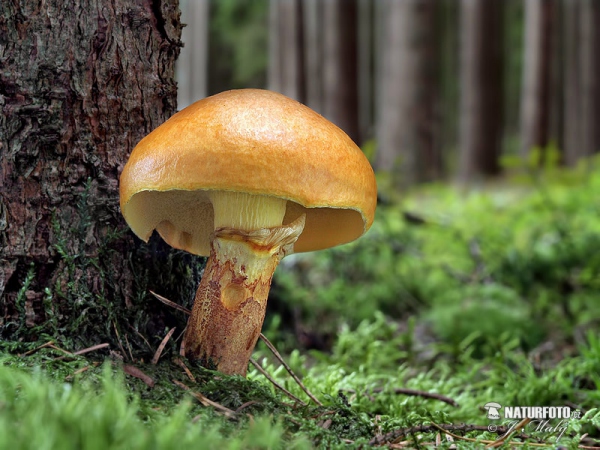 Larch Bolete Mushroom (Suillus grevillei)