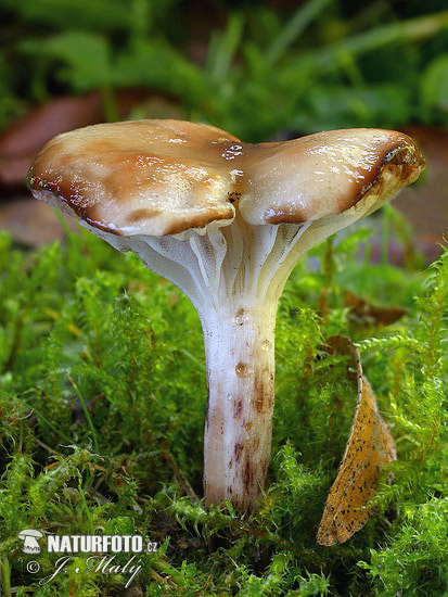 Larch Spike Mushroom (Gomphidius maculatus)