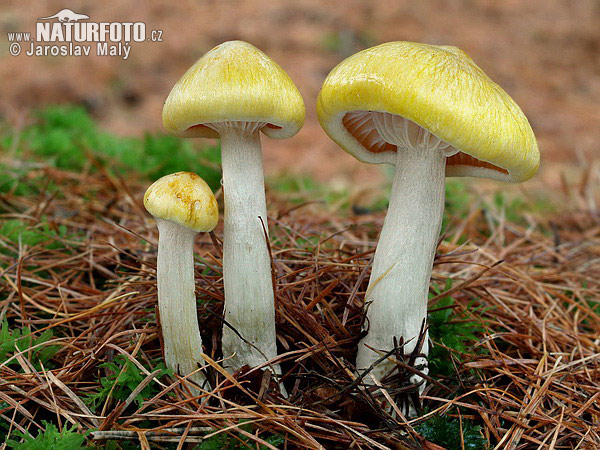 Larch Woodwax Mushroom (Hygrophorus lucorum)
