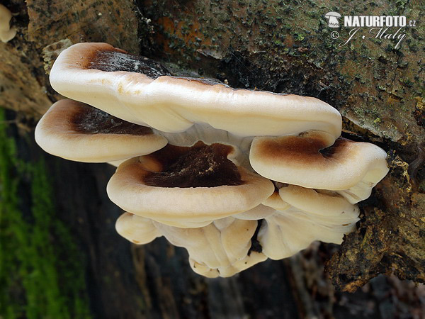 Late Fall Polypore Mushroom (Ischnoderma resinosum)