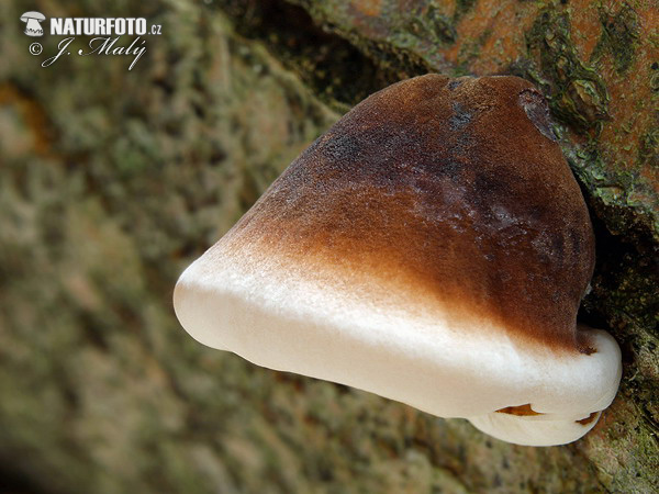 Late Fall Polypore Mushroom (Ischnoderma resinosum)