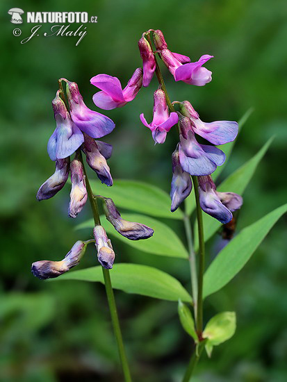 Lathyrus vernus