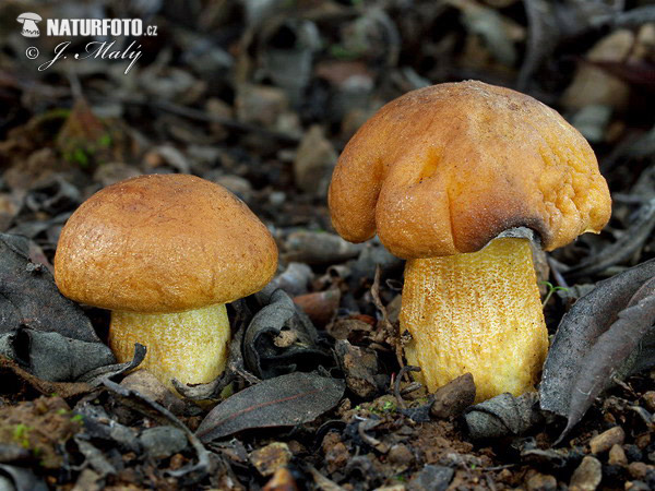 Leccinellum corsicum Mushroom (Leccinellum corsicum)