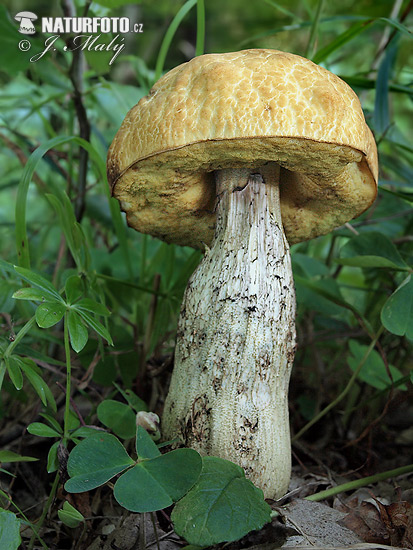 Leccinum crocipodium