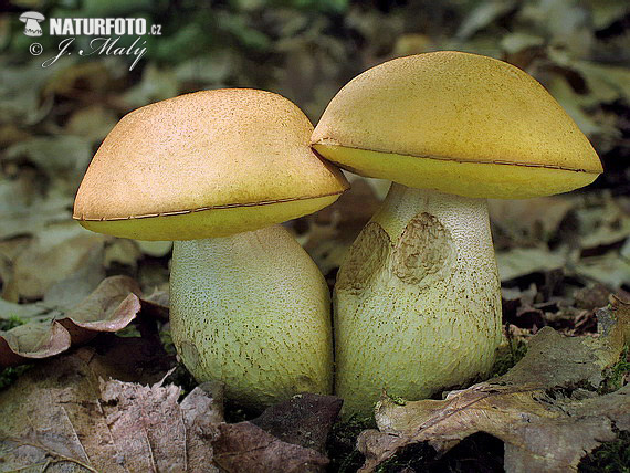 Leccinum crocipodium