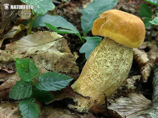 Leccinum crocipodium