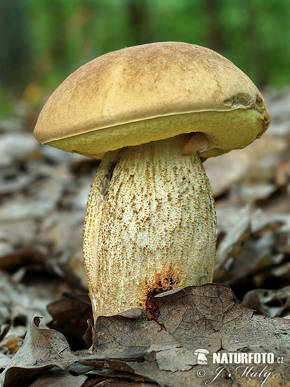 Leccinum crocipodium