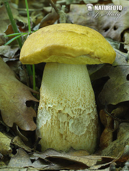 Leccinum crocipodium