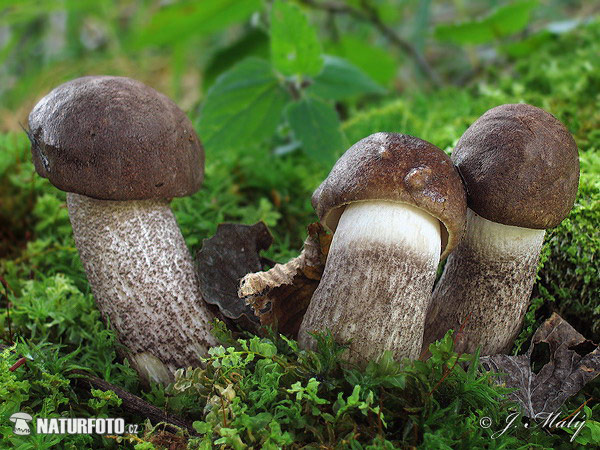 Leccinum duriusculum