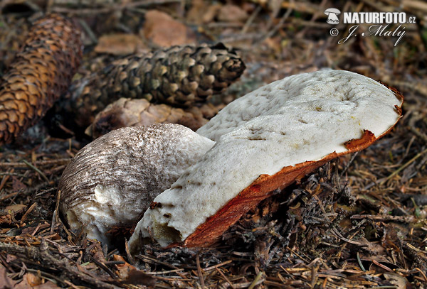 Leccinum piceinum