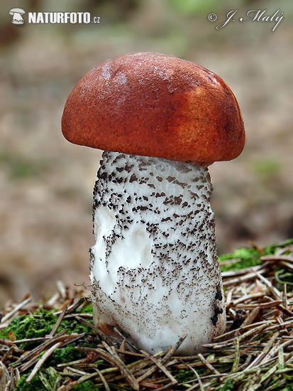 Leccinum piceinum