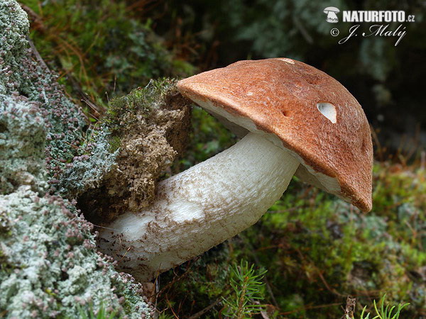 Leccinum piceinum