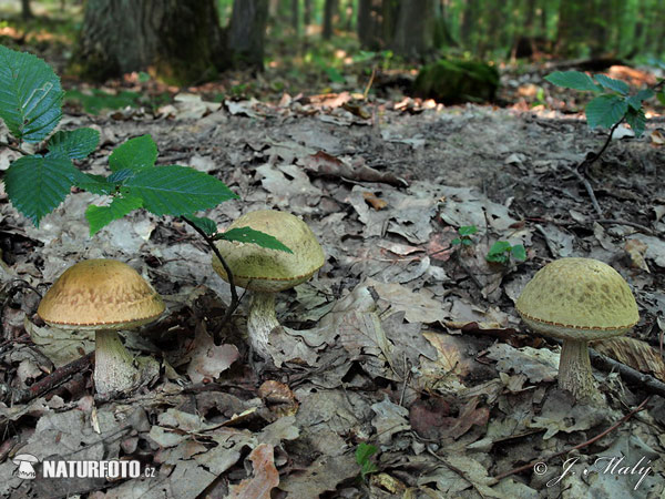 Leccinum pseudoscabrum