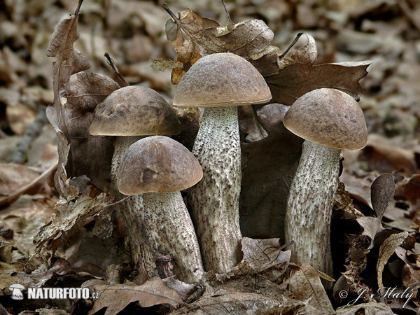 Leccinum pseudoscabrum